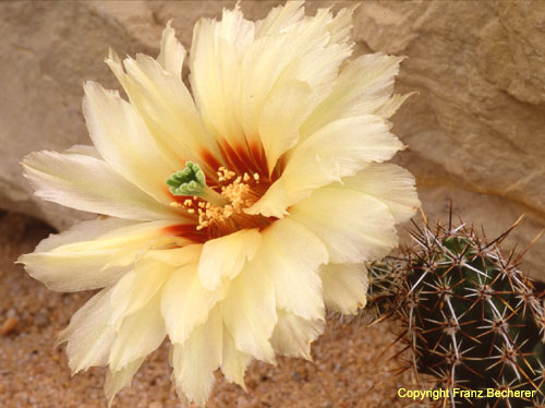 Echinocereus papillosus Blüte