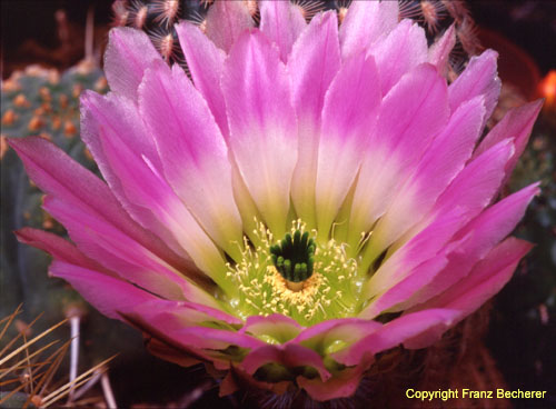 Echinocereus pectinatus Blüte