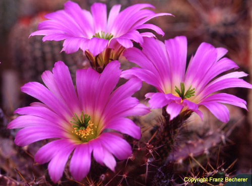 Echinocereus ritteri