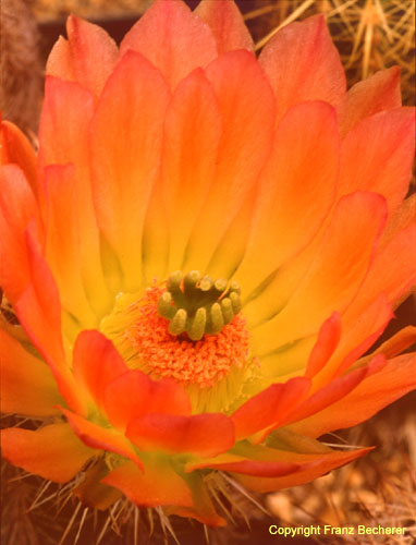 Echinocereus salm-dyckianus Blüte1