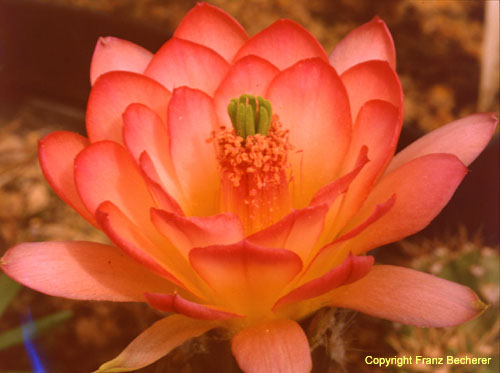 Echinocereus salm-dyckianus Blüte2