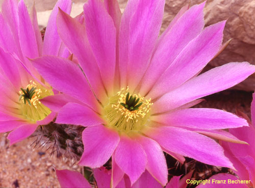 Echinocereus schwarzii Blüte