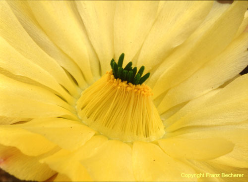Echinocereus subinermis Blüte