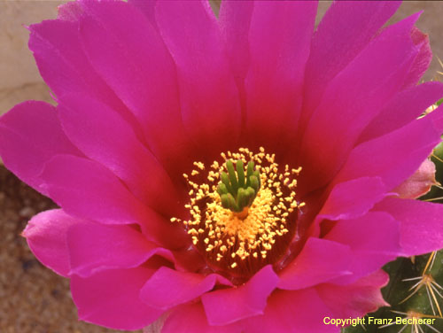 Echinocereus viereckii Blüte