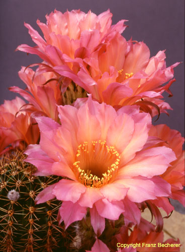 Echinopsis Hybride Morgenzauber5a
