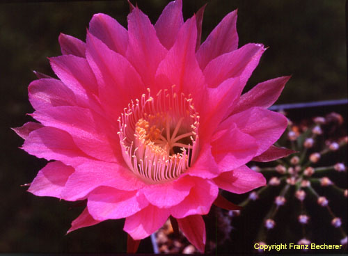 Echinopsis Hybride pink