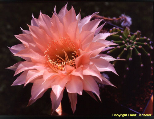 Echinopsis Hybride rosaorange1