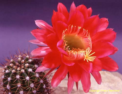 Echinopsis calorubra 2