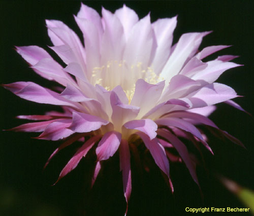 Echinopsis tubiflora Blüte