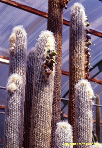 Espostoa lanata Köpfe