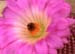 Echinocereus Lau 088
