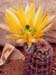 Echinocereus dasyacanthus 1