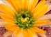 Echinocereus dasyacanthus Bl