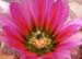 Echinocereus dasyacanthus rot Blüte