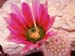 Echinocereus dasyacanthus rot