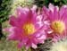 Echinocereus delaetii Kr1