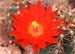 Echinocereus durangensis Blüte