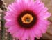 Echinocereus fitchii Blüte