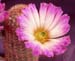 Echinocereus grandis rote Blüte 2