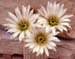 Echinocereus grandis weiße Blüten