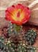 Echinocereus inermis 2