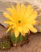 Echinocereus oklahomensis Blüte