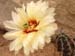 Echinocereus papillosus Blüte