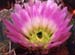 Echinocereus pectinatus Blüte