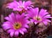 Echinocereus ritteri