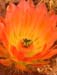 Echinocereus salm-dyckianus Blüte1