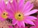 Echinocereus schwarzii Blüte