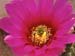 Echinocereus viereckii Blüte