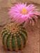 Echinocereus weinbergii
