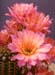 Echinopsis Hybride Morgenzauber5a