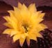 Echinopsis Hybride dunkelgelb