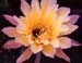 Echinopsis Hybride gelbgestreift1