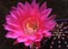 Echinopsis Hybride pink