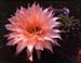Echinopsis Hybride rosaorange1
