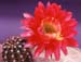Echinopsis calorubra 2