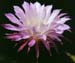 Echinopsis tubiflora Blüte
