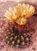 Erisyce horridus 2