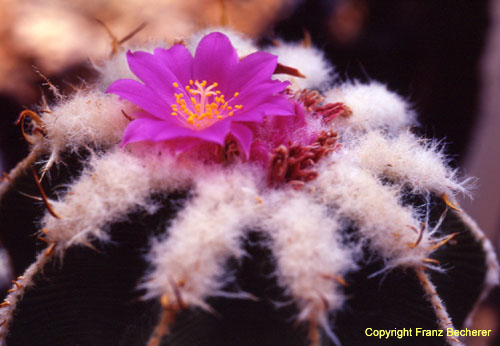 Geohintonia mexicana Blüte