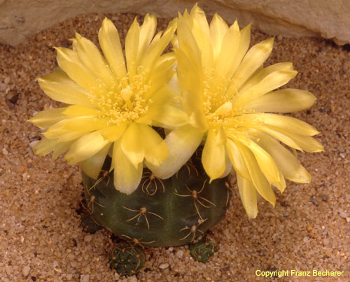 Gymnocalycium andreae
