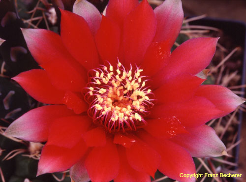 Gymnocalycium baldianum Blüte rot