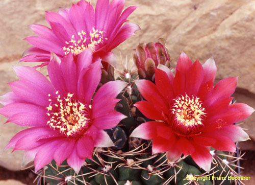 Gymnocalycium baldianum Blütenfarben