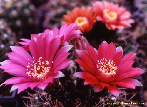 Gymnocalycium baldianum carminanthum