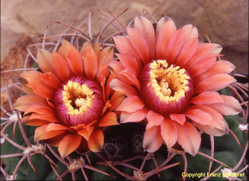 Gymnocalycium carminanthum 