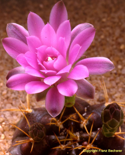 Gymnocalycium friedrichii A
