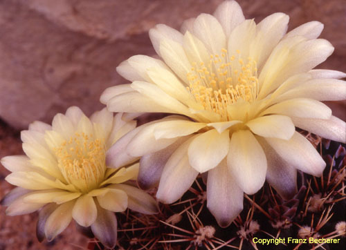 Gymnocalycium grandiflorus Hybride creme