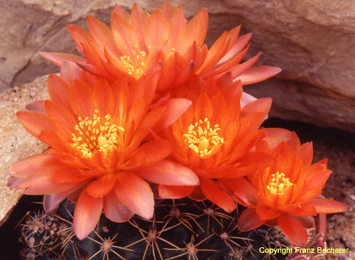 Gymnocalycium grandiflorus Hybride rot 1